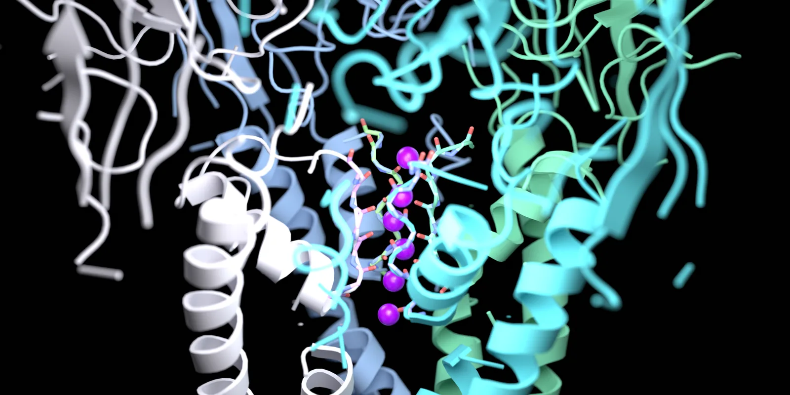 PRIME correctly predicts the column of potassium ions threading the selectivity filter of the KcsA potassium channel, coordinated by backbone carbonyl oxygens.